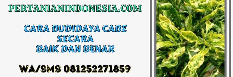 petani,budidaya cabe,budidaya cabai,agrobisnis,peluang bisnis
